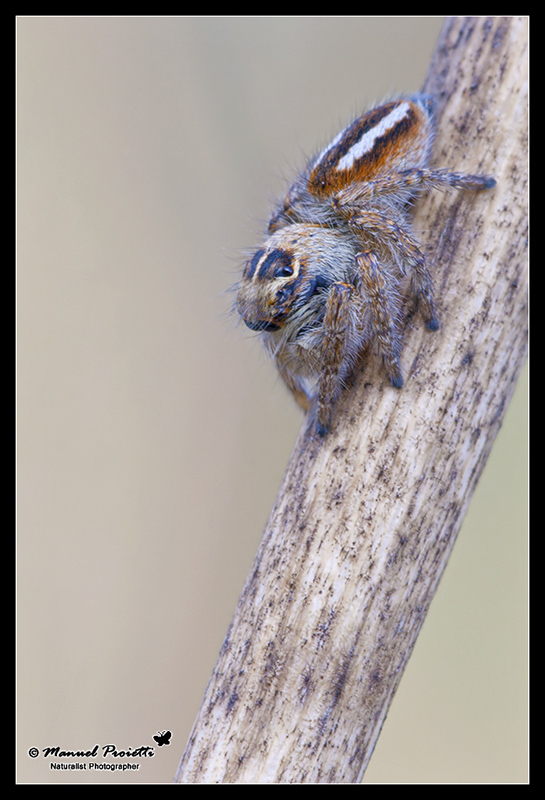 Philaeus chrysops