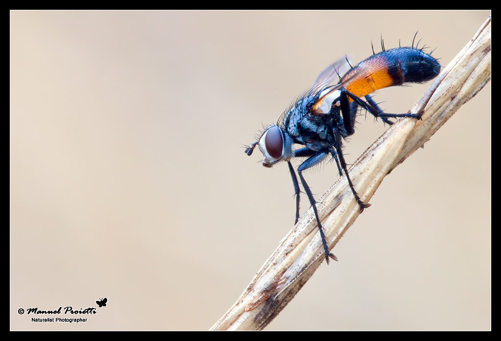 Cylindromyia sp. (Tachinidae)