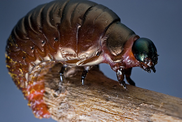 Larva of a Meloidae? No. Chrysomelidae; probabile Timarcha