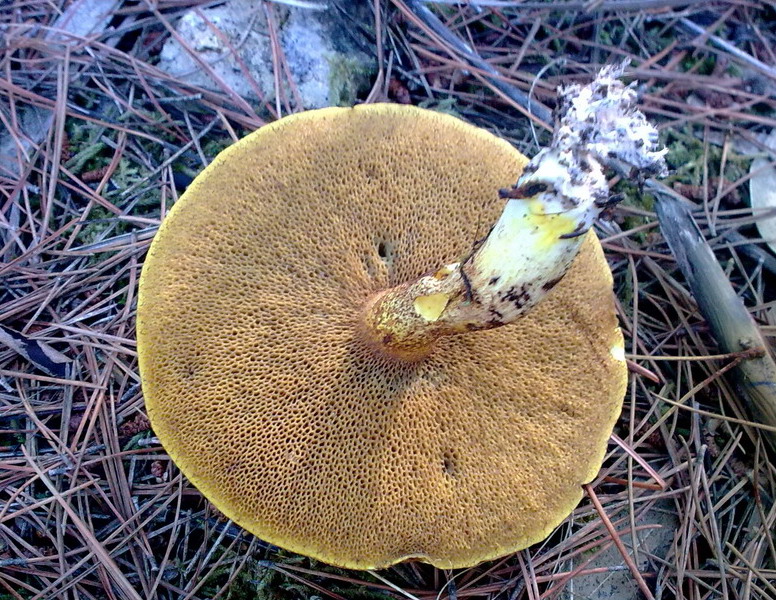 Suillus ?