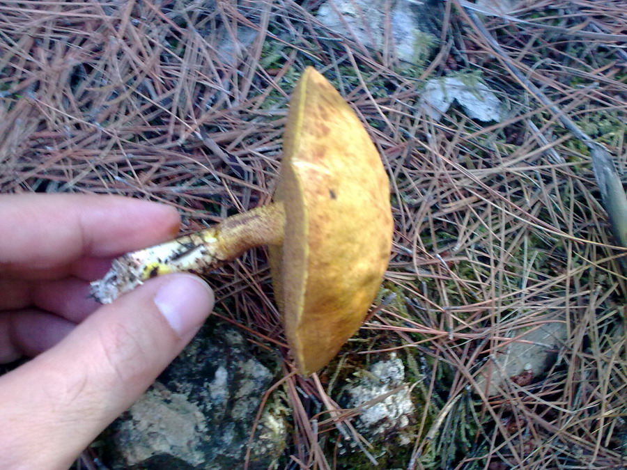 Suillus ?