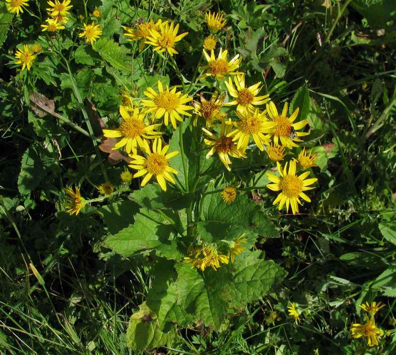 Composita da determinare - Senecio sp.