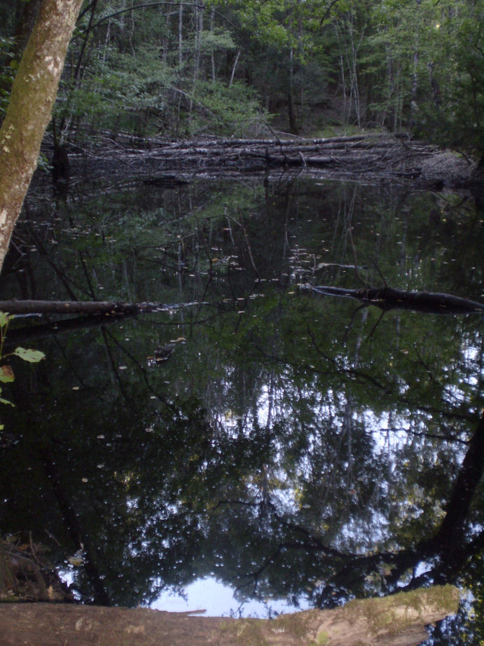 Escursione sul torrente Farma e allo stagno della 