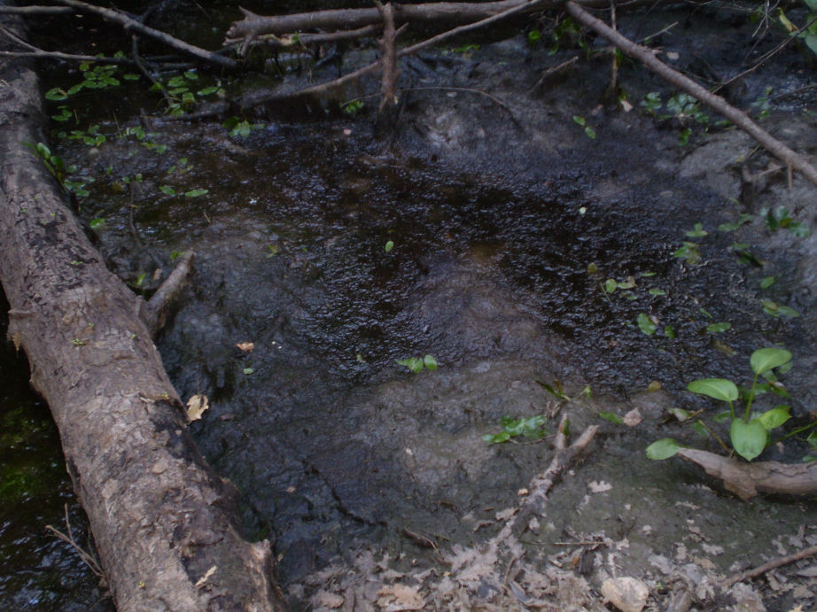 Escursione sul torrente Farma e allo stagno della 