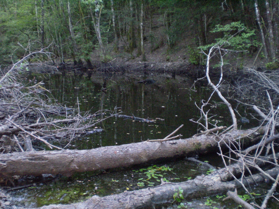 Escursione sul torrente Farma e allo stagno della 