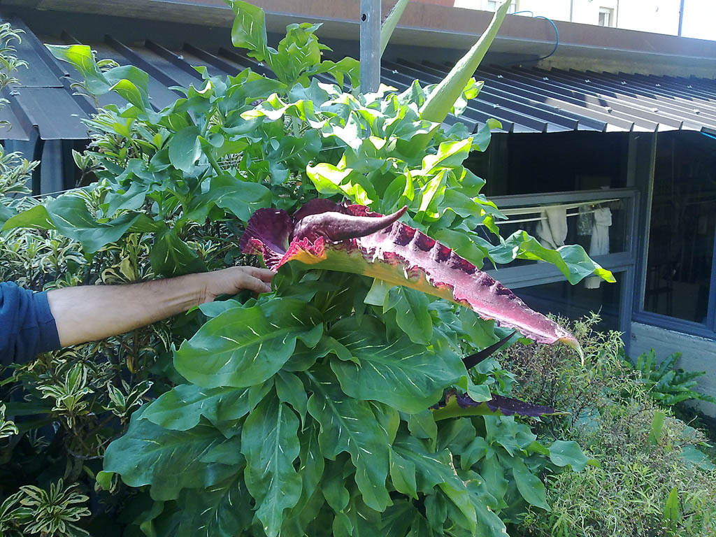 Dracunculus vulgaris