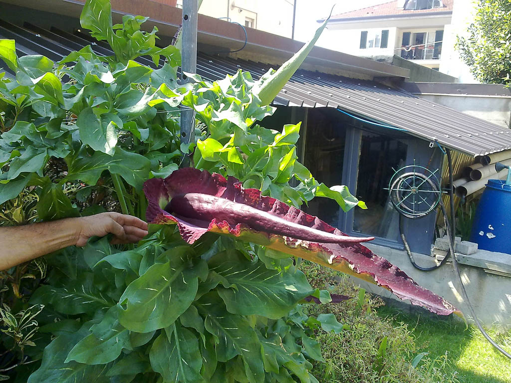 Dracunculus vulgaris
