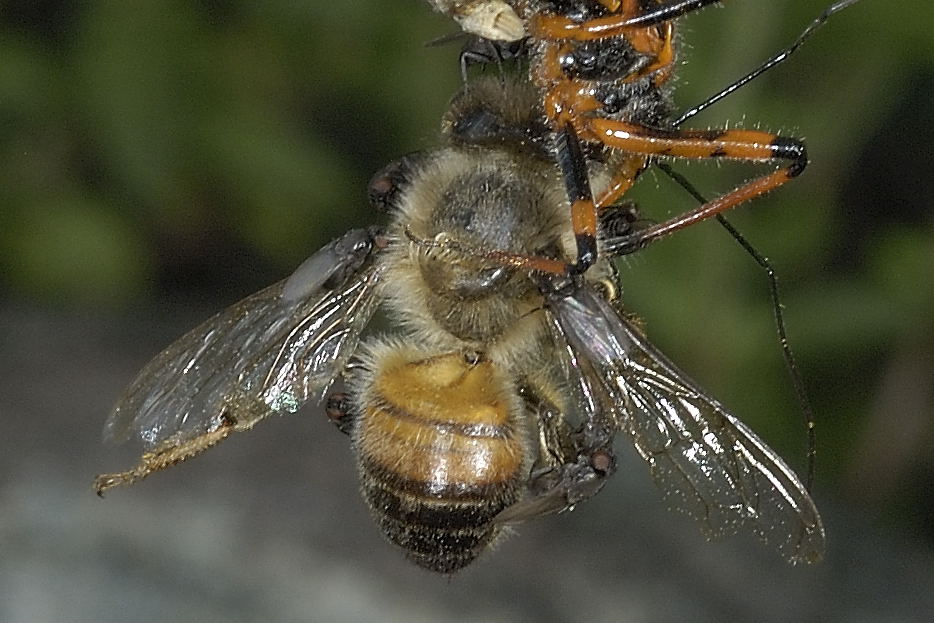 Milichiidae: Desmometopa sp.