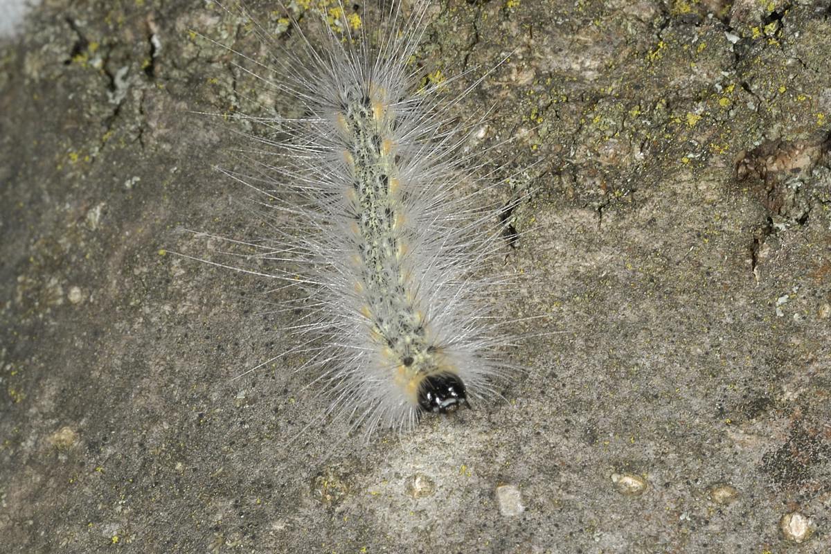 Hyphantria?