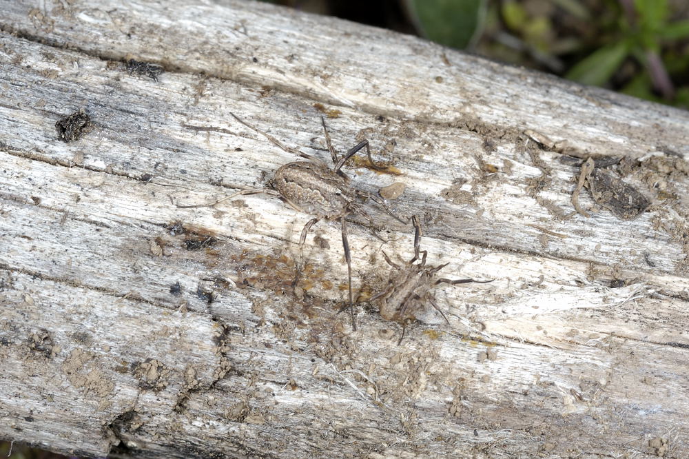Opilione romano: Odiellus cf. troguloides