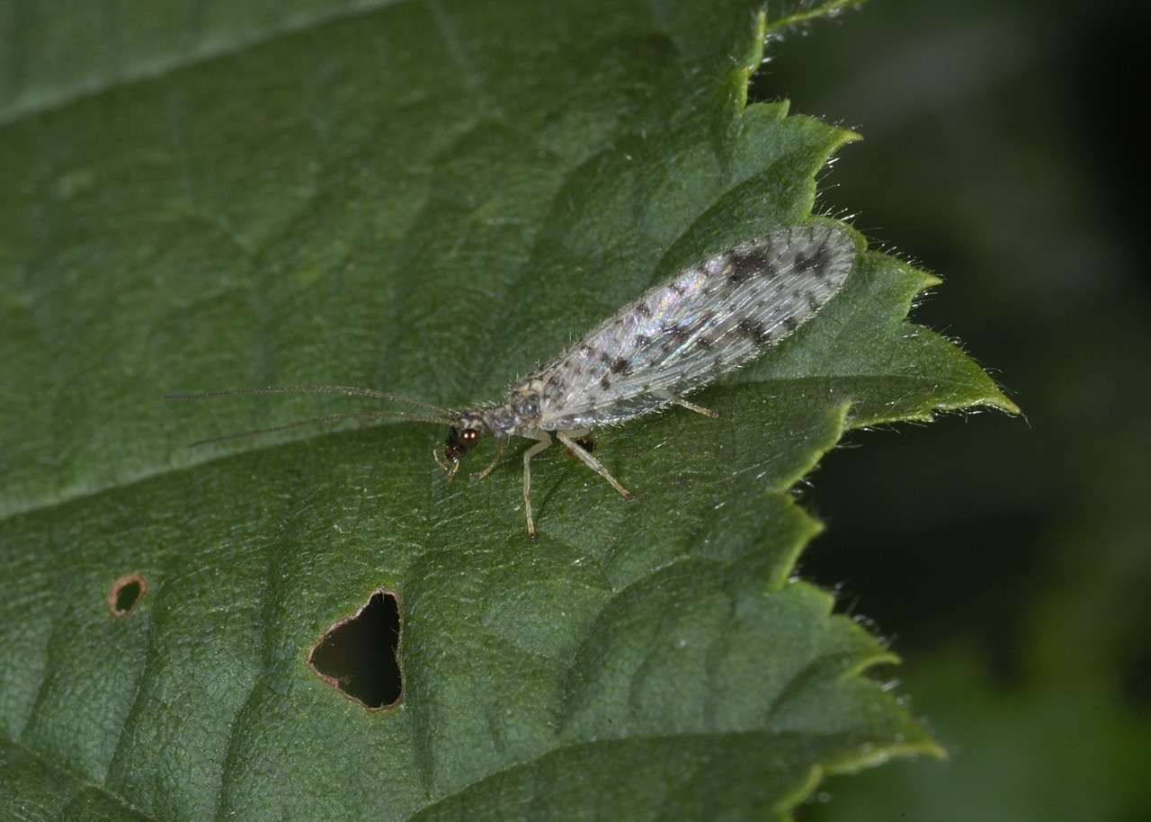 Da identificare - Micromus variegatus