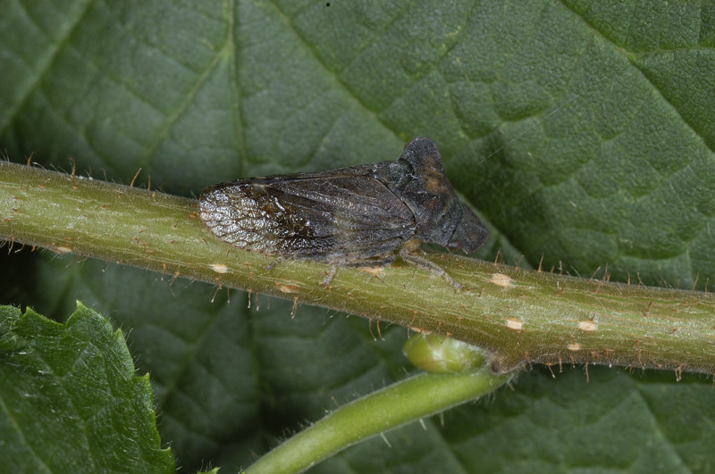 da identificare: Ledra aurita dal Trentino Alto Adige