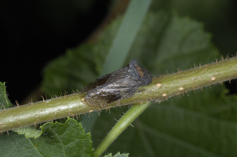 da identificare: Ledra aurita dal Trentino Alto Adige