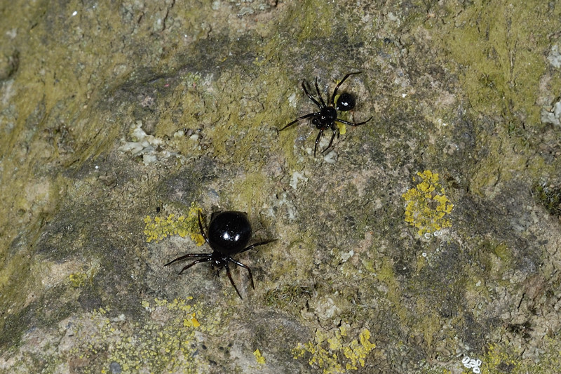 Euryopis sp.
