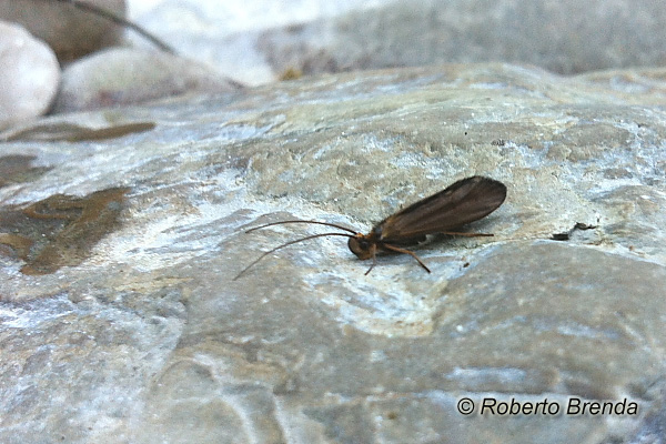 Sericostoma personatum