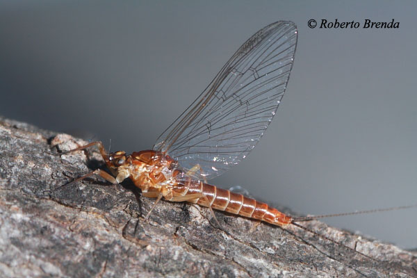 Baetis rhodani settembrina