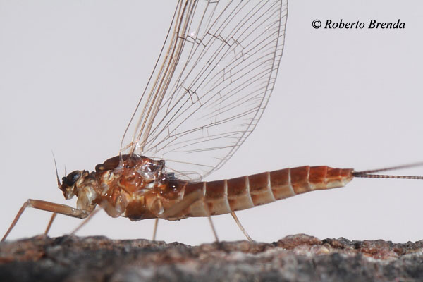Baetis rhodani settembrina