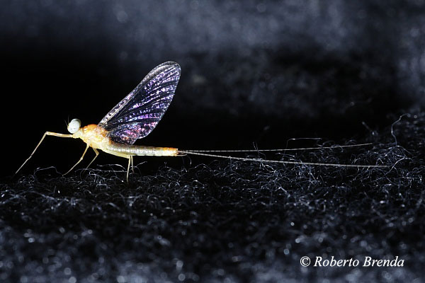 Heptagenia longicauda