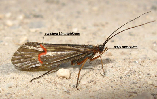 Drusus sp.