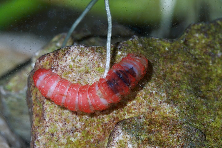 Larva in acquario
