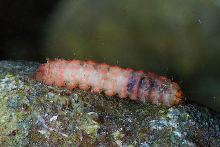Larva in acquario