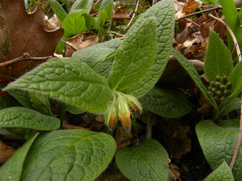 Symphytum tuberosum