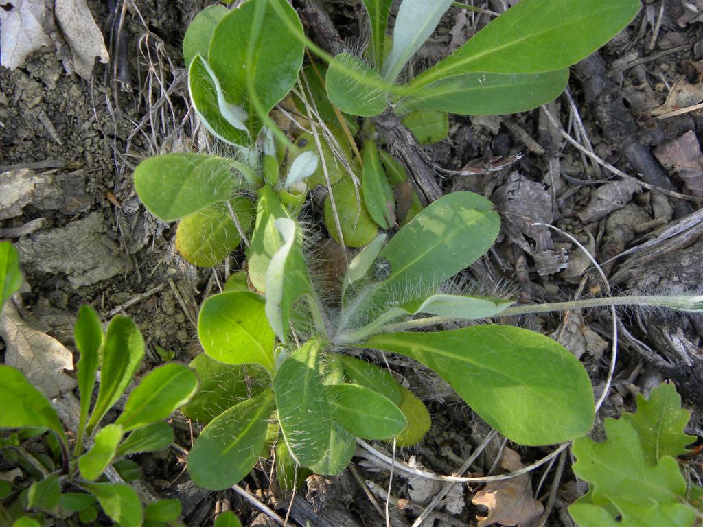 Pilosella cfr. officinarum  [= Hieracium cfr. pilosella]  (Asteraceae)