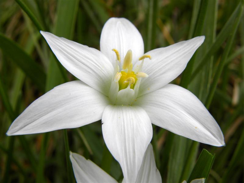 Ornithogalum sp.