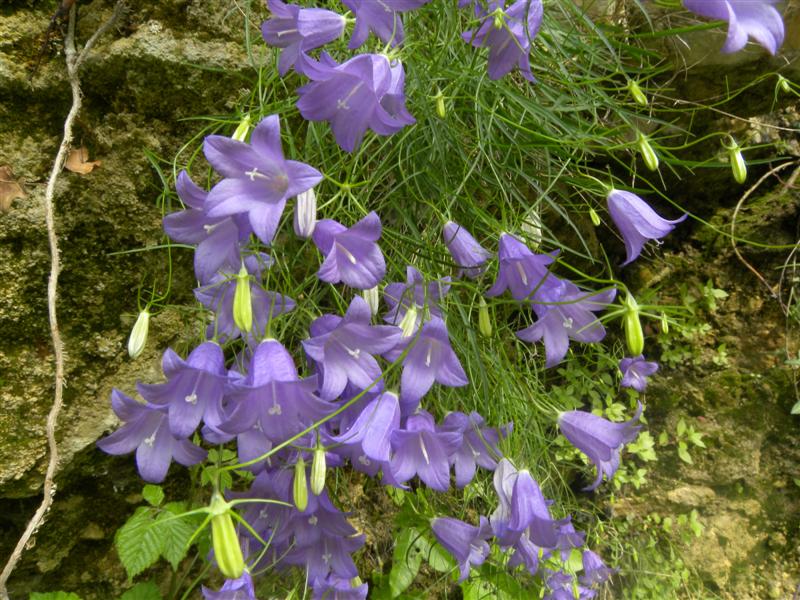 Campanula carnica / Campanula della Carnia
