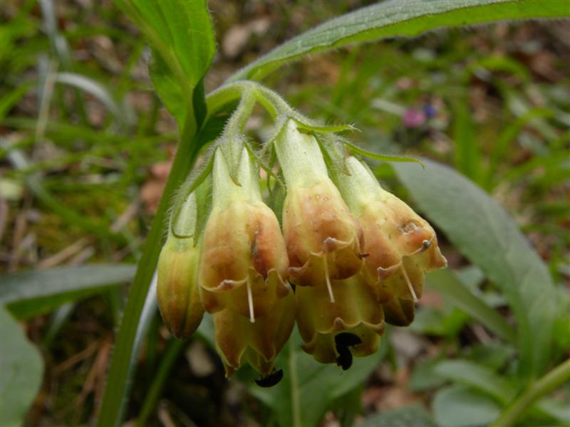 Symphytum tuberosum