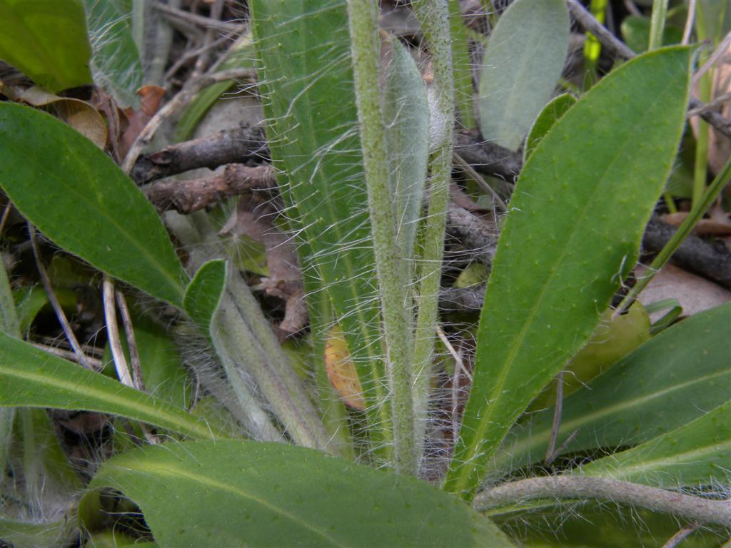 Pilosella cfr. officinarum  [= Hieracium cfr. pilosella]  (Asteraceae)