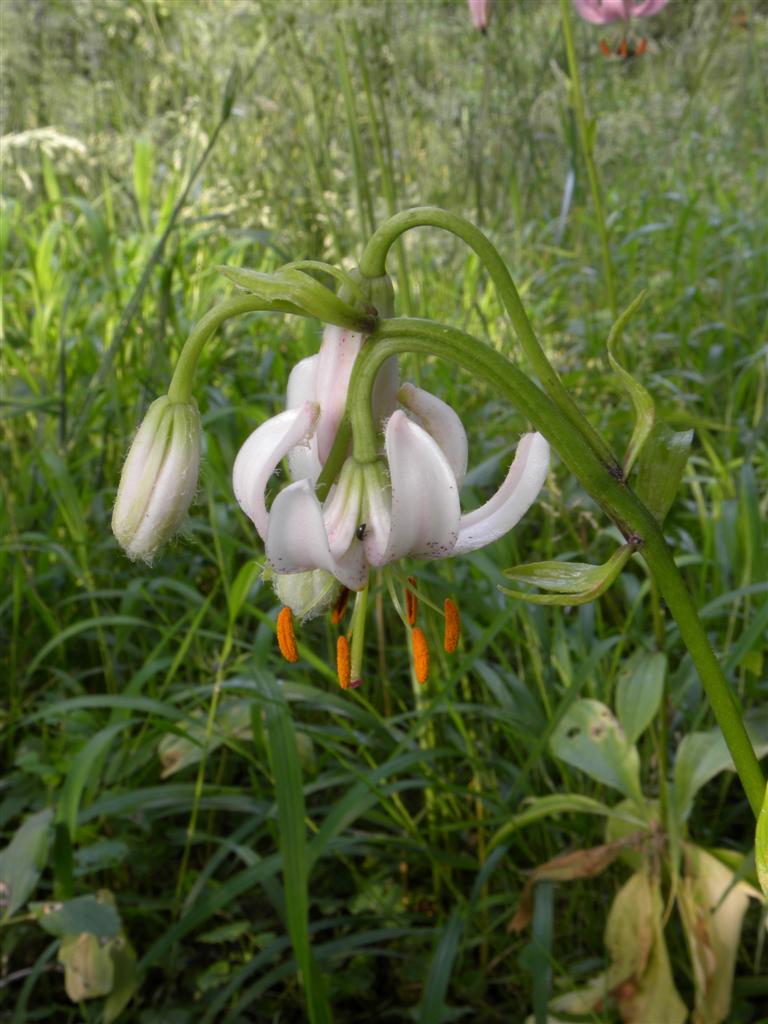Lilium martagon / Giglio martagone