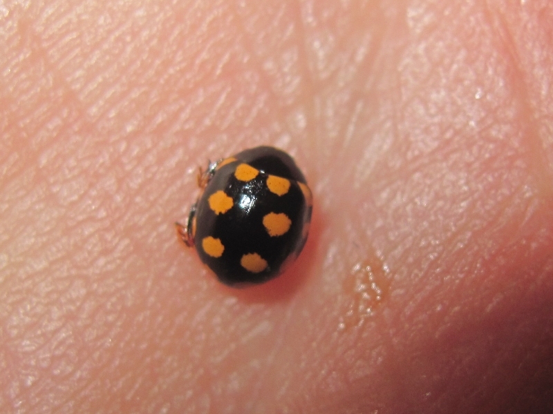 Coccinula quatuordecimpustulata