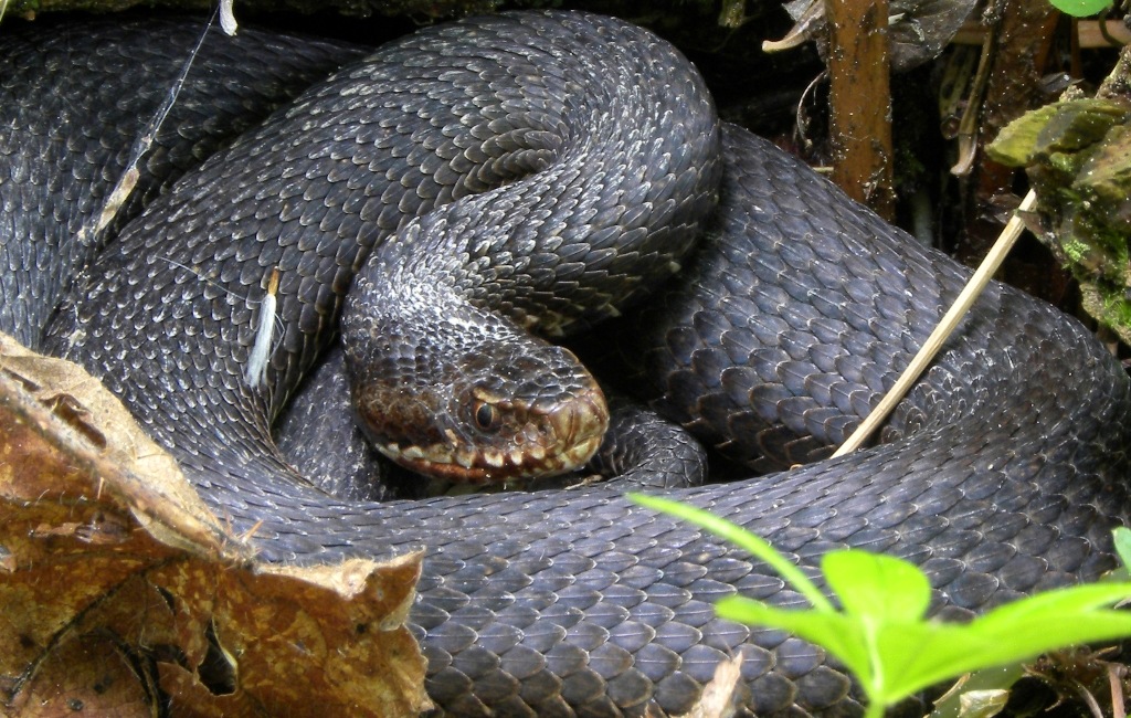 Vipera berus?