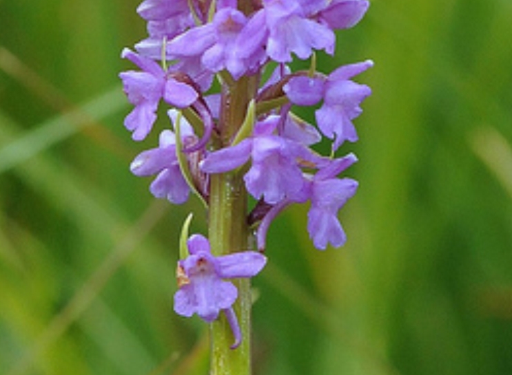 Gymnadenia conopsea