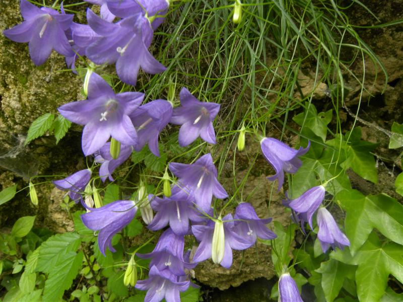 Campanula carnica / Campanula della Carnia