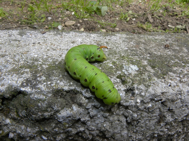 sos urgente! Bruco di Agrius convolvuli, che faccio?