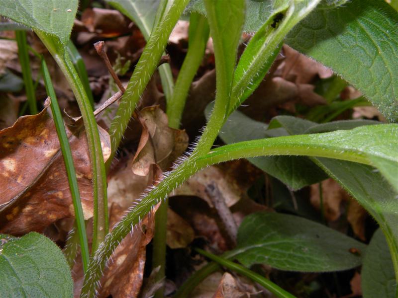 Symphytum tuberosum
