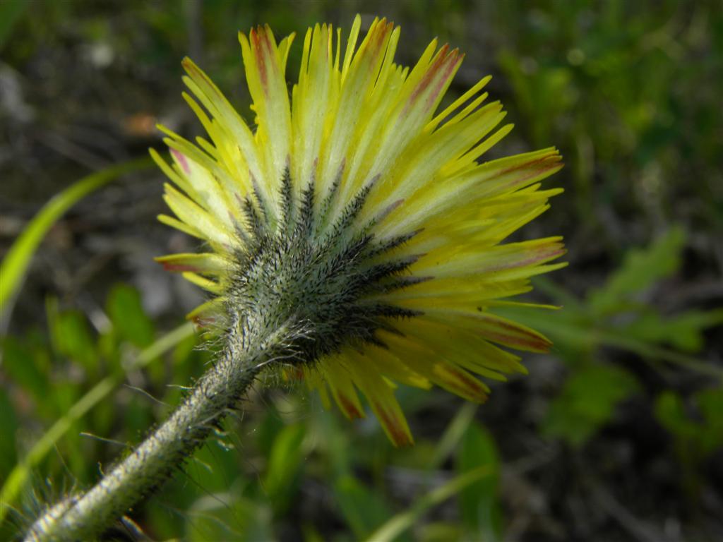Pilosella cfr. officinarum  [= Hieracium cfr. pilosella]  (Asteraceae)