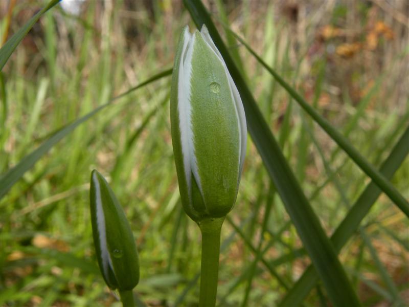 Ornithogalum sp.