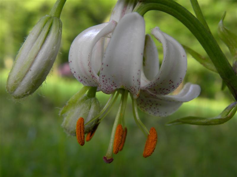 Lilium martagon / Giglio martagone