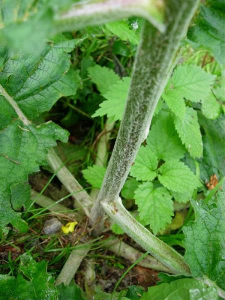 Verbascum densiflorum Bertol. o V. phlomoides L.?