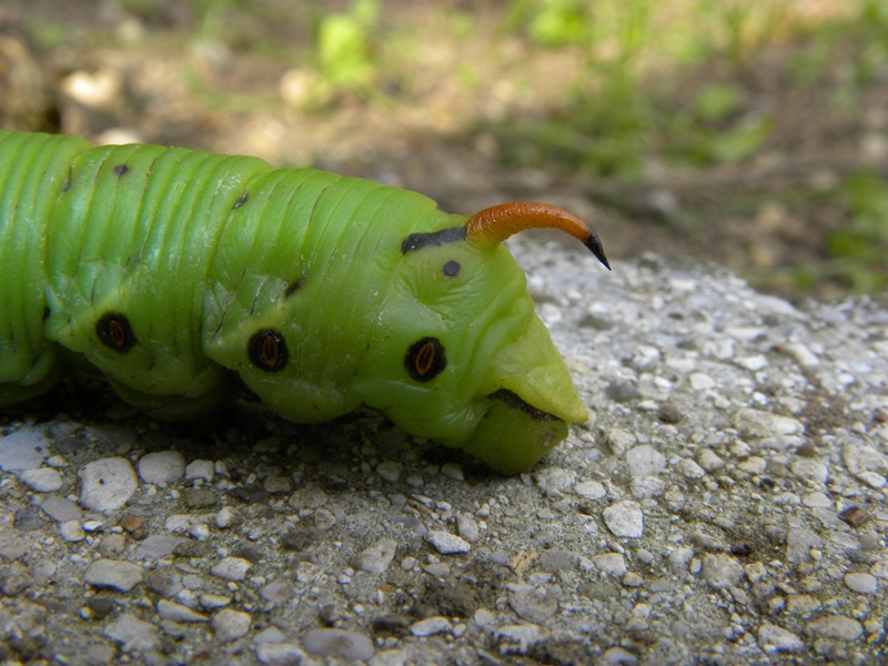 sos urgente! Bruco di Agrius convolvuli, che faccio?