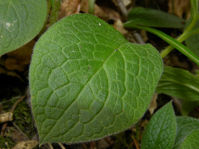 Symphytum tuberosum