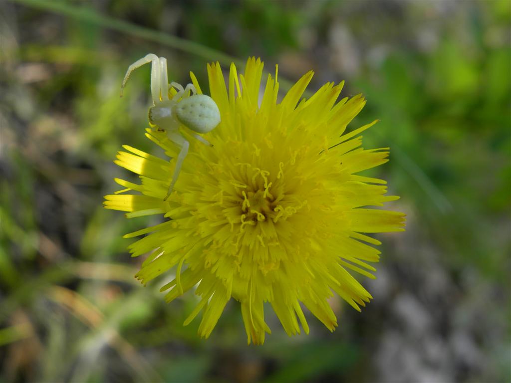Pilosella cfr. officinarum  [= Hieracium cfr. pilosella]  (Asteraceae)