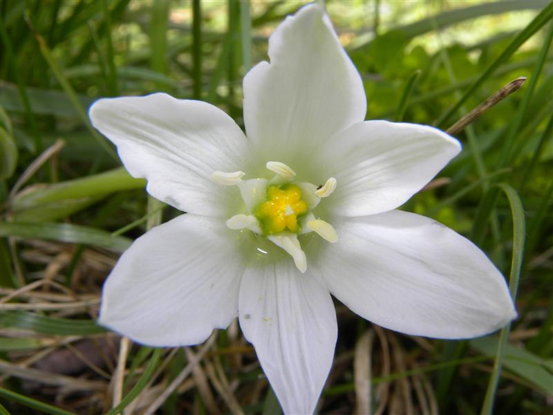 Ornithogalum sp.