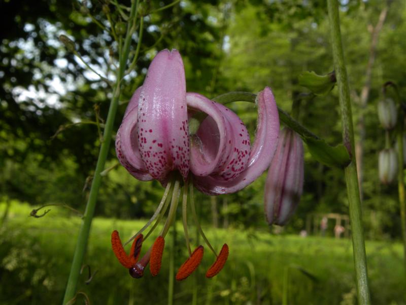 Lilium martagon / Giglio martagone