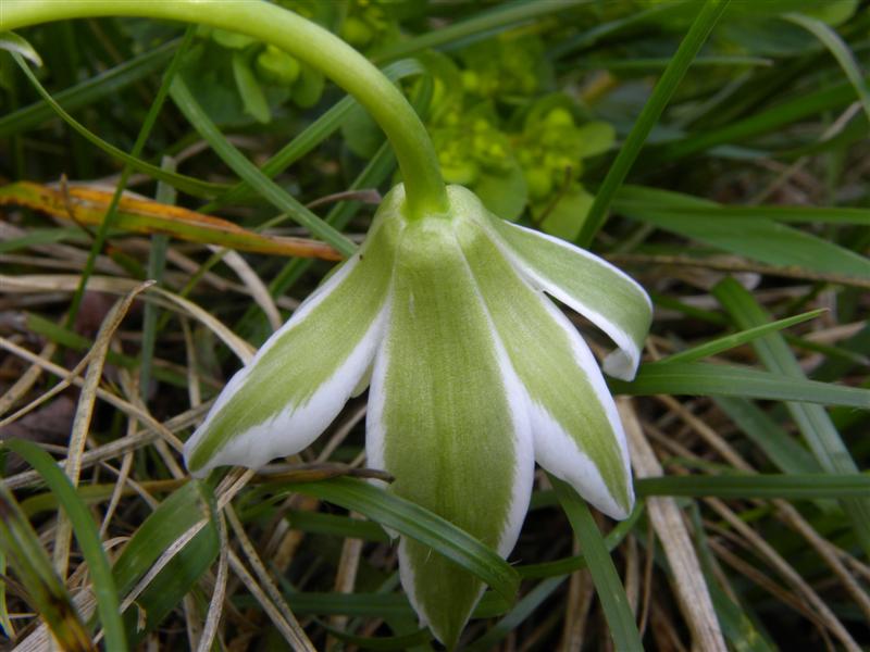 Ornithogalum sp.