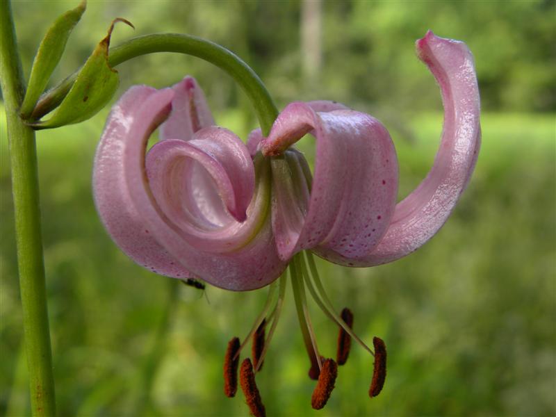 Lilium martagon / Giglio martagone