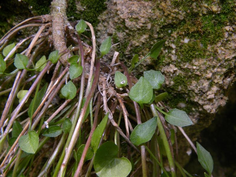 Campanula carnica / Campanula della Carnia